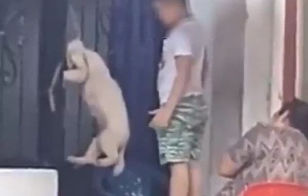 MALTRATO ANIMAL