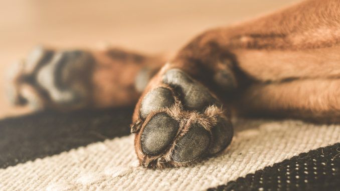15-cosas-que-quizas-nos-sabias-patas-de-los-perros-gosbi-paws-patte-potes-gos-perro-dog-chien