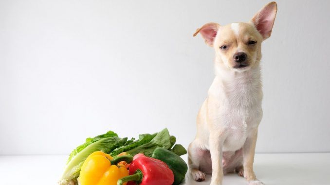 can-my-dog-eat-bell-peppers