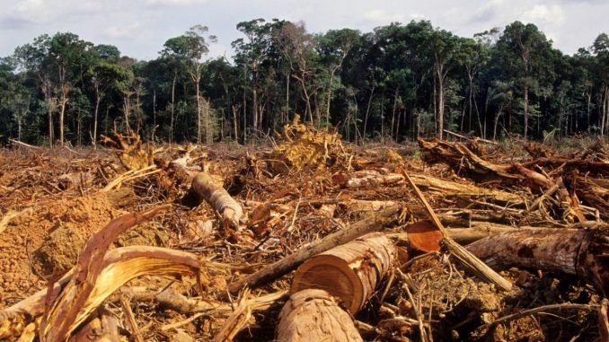 deforestacion-amazonas_0
